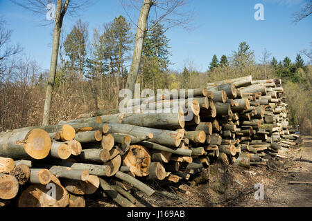 Holzstapel aus frisch geernteten Buche anmeldet auf einem Waldweg unter sonnig im Wienerwald in Österreich. Stämme der Bäume geschnitten und gestapelt. Stockfoto