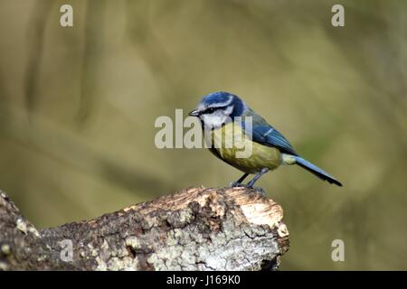 Nahaufnahme der Blaumeise (Cyanistes Caeruleus). Seitenansicht Stockfoto