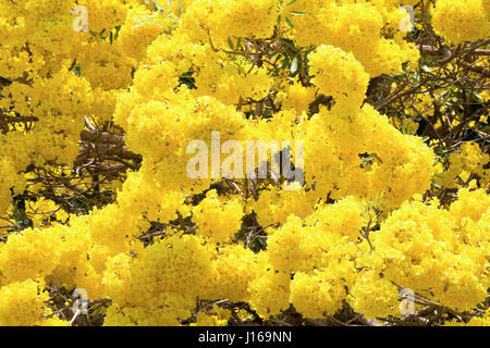 Silberne Trompete Blume auf Baum - schöne gelbe Blume Stockfoto