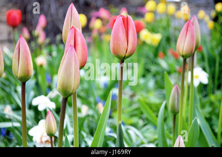 Nahaufnahme der roten rosa Tulpen/ Tulpen (Tulipa) Knospen in einem Garten im Frühling Stockfoto