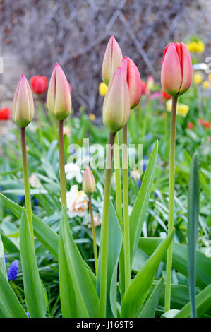 Nahaufnahme von roten rosa Tulpen / Tulpe Knospen in einem Garten. Stockfoto