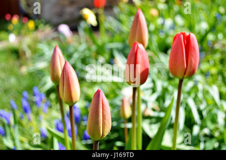 In der Nähe von rot rosa Tulpen/tulip Knospen in einem Garten im Frühling Stockfoto