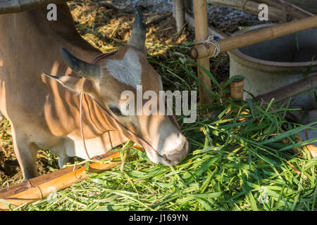 Thai Essen Grass im Stall Kuh Stockfoto