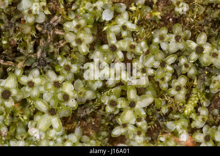 Punktiertes Wurzelsternmoos, Wurzel-Sternmoos, Rhizomnium Punctatum, Mnium Punctatum, gepunktete Thymian-Moos, Rhizomnium Moos Stockfoto