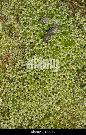 Punktiertes Wurzelsternmoos, Wurzel-Sternmoos, Rhizomnium Punctatum, Mnium Punctatum, gepunktete Thymian-Moos, Rhizomnium Moos Stockfoto