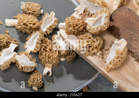 Speisemorchel, Speise-Morchel, Rundmorchel, Rund-Morchel, Morchel, Speisemorcheln, Morcheln, Pilzernte, Pilzpfanne, Pilzgericht, Morchella Esculenta, Stockfoto