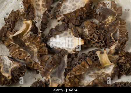 Speisemorchel, Speise-Morchel, Rundmorchel, Rund-Morchel, Morchel, Speisemorcheln, Morcheln, Pilzernte, Getrocknet, Getrocknete Pilze, Trockenpilz, Tr Stockfoto