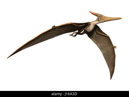 3D-Rendering eines prähistorischen Reptils Pteranodon isoliert auf weißem Hintergrund Stockfoto