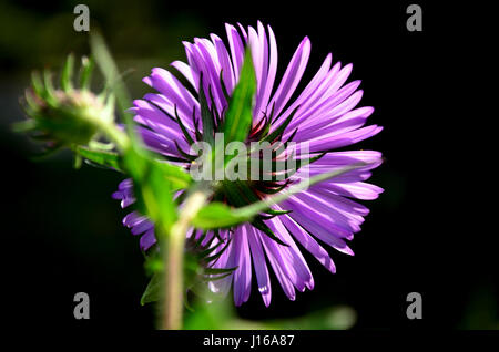 Herbst Astern blühen. Stockfoto