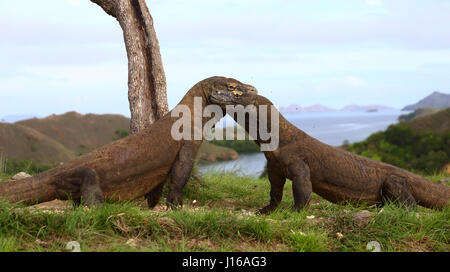 DIE epischen Endkampf Szene aus aktuellen Blockbuster Jurassic World wurde durch ein paar wilde Komodo Drachen auf einem Mini-Maßstab nachgebaut. Bilder aus einer Entfernung von nur zehn Yards Weg zeigen zwei unseres Planeten größte Reptilien gehen Kopf an Kopf in diesem Marathon Kampf dauert zwei Runden von jeweils 30 Sekunden. Trotz sah aus wie ein Hollywood-Film diese Bilder eingestellt wurden in der Tat in der freien Wildbahn. Stockfoto