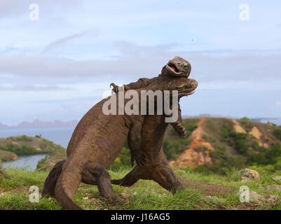 DIE epischen Endkampf Szene aus aktuellen Blockbuster Jurassic World wurde durch ein paar wilde Komodo Drachen auf einem Mini-Maßstab nachgebaut. Bilder aus einer Entfernung von nur zehn Yards Weg zeigen zwei unseres Planeten größte Reptilien gehen Kopf an Kopf in diesem Marathon Kampf dauert zwei Runden von jeweils 30 Sekunden. Trotz sah aus wie ein Hollywood-Film diese Bilder eingestellt wurden in der Tat in der freien Wildbahn. Stockfoto