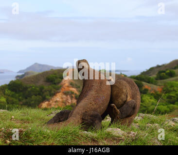 DIE epischen Endkampf Szene aus aktuellen Blockbuster Jurassic World wurde durch ein paar wilde Komodo Drachen auf einem Mini-Maßstab nachgebaut. Bilder aus einer Entfernung von nur zehn Yards Weg zeigen zwei unseres Planeten größte Reptilien gehen Kopf an Kopf in diesem Marathon Kampf dauert zwei Runden von jeweils 30 Sekunden. Trotz sah aus wie ein Hollywood-Film diese Bilder eingestellt wurden in der Tat in der freien Wildbahn. Stockfoto