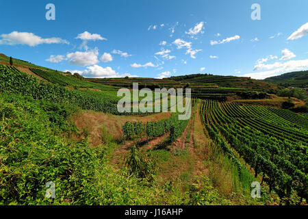 Schöne Weinberge Anfang August in den Kaiserstuhl, Deutschland Stockfoto