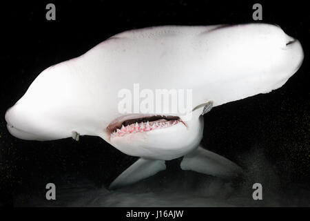 Süd-FLORIDA, USA: Wurden seltene Bilder von 600 Pfund Hammerhaien markiert und durch ein engagiertes Team von seefahrenden Tüftler freigegeben wird gefangen genommen. Bilder zeigen marine Forscher von der University of Miami Shark Research Lab einhaken der furchterregenden 20-Fuß lange Seeungeheuer, das Tier streicheln und halten Sie, bevor Sie schleppen ihren lebenden Fang und tagging der große Hammerhai und Bogenstirn-Hammerhaie zu unterwerfen. Das neun-köpfige Team von Wissenschaftlern und Studenten wurde beauftragt, mit dem Studium der Auswirkungen der Hai fangen und freilassen, die Fischerei auf diese wunderschönen Meeresbewohner. Tierwelt-bildende Kunst-pho Stockfoto