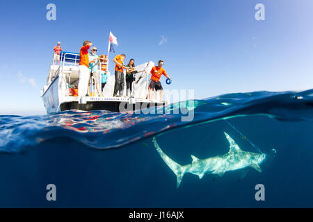 Süd-FLORIDA, USA: Wurden seltene Bilder von 600 Pfund Hammerhaien markiert und durch ein engagiertes Team von seefahrenden Tüftler freigegeben wird gefangen genommen. Bilder zeigen marine Forscher von der University of Miami Shark Research Lab einhaken der furchterregenden 20-Fuß lange Seeungeheuer, das Tier streicheln und halten Sie, bevor Sie schleppen ihren lebenden Fang und tagging der große Hammerhai und Bogenstirn-Hammerhaie zu unterwerfen. Das neun-köpfige Team von Wissenschaftlern und Studenten wurde beauftragt, mit dem Studium der Auswirkungen der Hai fangen und freilassen, die Fischerei auf diese wunderschönen Meeresbewohner. Tierwelt-bildende Kunst-pho Stockfoto