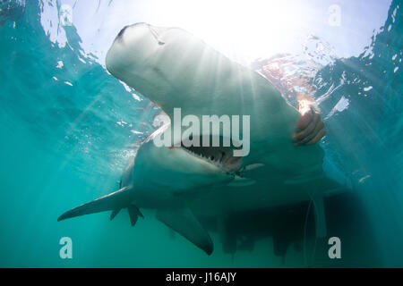 Süd-FLORIDA, USA: Wurden seltene Bilder von 600 Pfund Hammerhaien markiert und durch ein engagiertes Team von seefahrenden Tüftler freigegeben wird gefangen genommen. Bilder zeigen marine Forscher von der University of Miami Shark Research Lab einhaken der furchterregenden 20-Fuß lange Seeungeheuer, das Tier streicheln und halten Sie, bevor Sie schleppen ihren lebenden Fang und tagging der große Hammerhai und Bogenstirn-Hammerhaie zu unterwerfen. Das neun-köpfige Team von Wissenschaftlern und Studenten wurde beauftragt, mit dem Studium der Auswirkungen der Hai fangen und freilassen, die Fischerei auf diese wunderschönen Meeresbewohner. Tierwelt-bildende Kunst-pho Stockfoto