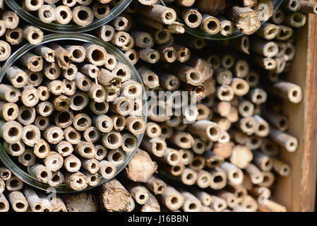 Insektenhotel von Bambusstäben. Nester von solitären Wildbienen Stockfoto