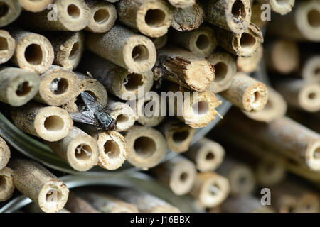 Insektenhotel von Bambusstäben. Nester von solitären Wildbienen Stockfoto