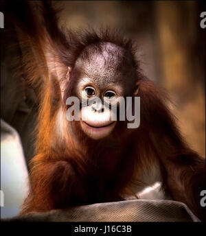 KREFELDER ZOO, Deutschland: Ein Orang-Utan Baby lächelt in die Kamera. Das süßeste könnte Herz schmelzen Aufnahmen von Baby Primaten, die Sie in diesem Jahr sehen. Von einer seltenen und liebenswert kahl Bonobo Krankenpflege auf seine Mutter zu einem pelzigen Gorillababy einfach nur glücklich, in einem Haufen von Stroh diese kleinen Affen spielen werden eines Tages mächtige Kreaturen – aber für den Moment sind sie kleine Bündel von Freude. Andere Bilder sind ein Orang-Utan-Baby einfach nur glücklich, lebendig zu sein, süße Bonobos und ein junger Schimpanse dehnen wie in Yoga-Pose. Neugeborenen-besessen Fotograf und tierischen Handler Sonja Probst (46) aus Bayern nahmen einen 3.600 Meile Surren Stockfoto