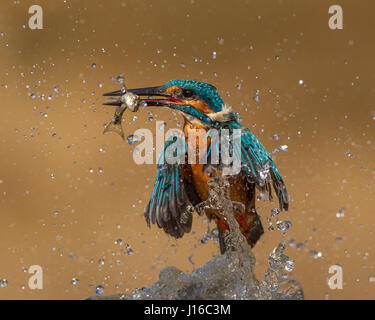 Nord-DEVON, UK: Starke Bilder von Briefträger zeigt wie ein Eisvogel macht das Beste aus die Möglichkeit, Fische zu fangen, bevor Winter schließt. Tauchen in den Fluss mit einer Geschwindigkeit von bis zu 70 Meilen pro Stunde den Fisch, diese herrlichen Native-britische Vogel Feeds auf stehen keine Chance. Lokalen Postie und Amateur Naturfotograf Rob Cross (48) von Bideford in Nord-Devon hat Hunderte von Stunden Beobachtung dieser beliebten Vogel von den Ufern des River Torridge verbracht. Stockfoto