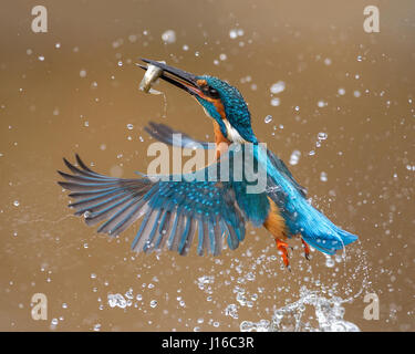 Nord-DEVON, UK: Starke Bilder von Briefträger zeigt wie ein Eisvogel macht das Beste aus die Möglichkeit, Fische zu fangen, bevor Winter schließt. Tauchen in den Fluss mit einer Geschwindigkeit von bis zu 70 Meilen pro Stunde den Fisch, diese herrlichen Native-britische Vogel Feeds auf stehen keine Chance. Lokalen Postie und Amateur Naturfotograf Rob Cross (48) von Bideford in Nord-Devon hat Hunderte von Stunden Beobachtung dieser beliebten Vogel von den Ufern des River Torridge verbracht. Stockfoto