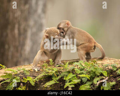 OCALA NATIONAL FOREST, FLORIDA: A MACAQUE Kampf begann wie ein Kung-Fu-Kampf vor einem frecher Affe beschlossen, den Ton zu senken, indem man seinen Gegner durch den Schritt. Die Auge-Bewässerung genommen von einem britischen Fotografen zeigt wie das Paar von Rhesus-Makaken No-Holds-barred Kampf begonnen, dann wurde von einem anderen ihre Truppe vor, aus denen später durch Flüstern sanft zueinander abgelenkt. Fotograf Graham McGeorge (43) ursprünglich aus Dumfries in Schottland und lebt heute in Jacksonville, Florida erfasst den Moment während des Besuchs der Band wilde Affen, die Stockfoto