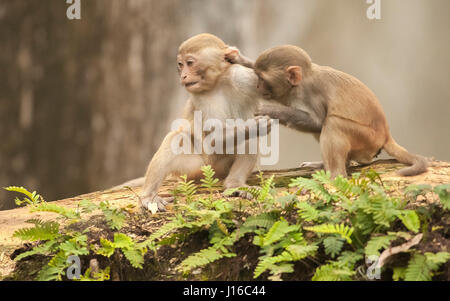 OCALA NATIONAL FOREST, FLORIDA: A MACAQUE Kampf begann wie ein Kung-Fu-Kampf vor einem frecher Affe beschlossen, den Ton zu senken, indem man seinen Gegner durch den Schritt. Die Auge-Bewässerung genommen von einem britischen Fotografen zeigt wie das Paar von Rhesus-Makaken No-Holds-barred Kampf begonnen, dann wurde von einem anderen ihre Truppe vor, aus denen später durch Flüstern sanft zueinander abgelenkt. Fotograf Graham McGeorge (43) ursprünglich aus Dumfries in Schottland und lebt heute in Jacksonville, Florida erfasst den Moment während des Besuchs der Band wilde Affen, die Stockfoto