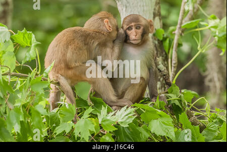 OCALA NATIONAL FOREST, FLORIDA: A MACAQUE Kampf begann wie ein Kung-Fu-Kampf vor einem frecher Affe beschlossen, den Ton zu senken, indem man seinen Gegner durch den Schritt. Die Auge-Bewässerung genommen von einem britischen Fotografen zeigt wie das Paar von Rhesus-Makaken No-Holds-barred Kampf begonnen, dann wurde von einem anderen ihre Truppe vor, aus denen später durch Flüstern sanft zueinander abgelenkt. Fotograf Graham McGeorge (43) ursprünglich aus Dumfries in Schottland und lebt heute in Jacksonville, Florida erfasst den Moment während des Besuchs der Band wilde Affen, die Stockfoto