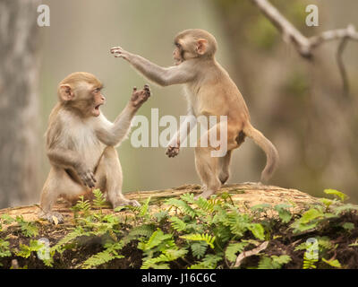OCALA NATIONAL FOREST, FLORIDA: A MACAQUE Kampf begann wie ein Kung-Fu-Kampf vor einem frecher Affe beschlossen, den Ton zu senken, indem man seinen Gegner durch den Schritt. Die Auge-Bewässerung genommen von einem britischen Fotografen zeigt wie das Paar von Rhesus-Makaken No-Holds-barred Kampf begonnen, dann wurde von einem anderen ihre Truppe vor, aus denen später durch Flüstern sanft zueinander abgelenkt. Fotograf Graham McGeorge (43) ursprünglich aus Dumfries in Schottland und lebt heute in Jacksonville, Florida erfasst den Moment während des Besuchs der Band wilde Affen, die Stockfoto