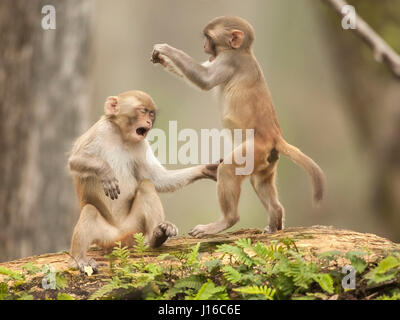 OCALA NATIONAL FOREST, FLORIDA: A MACAQUE Kampf begann wie ein Kung-Fu-Kampf vor einem frecher Affe beschlossen, den Ton zu senken, indem man seinen Gegner durch den Schritt. Die Auge-Bewässerung genommen von einem britischen Fotografen zeigt wie das Paar von Rhesus-Makaken No-Holds-barred Kampf begonnen, dann wurde von einem anderen ihre Truppe vor, aus denen später durch Flüstern sanft zueinander abgelenkt. Fotograf Graham McGeorge (43) ursprünglich aus Dumfries in Schottland und lebt heute in Jacksonville, Florida erfasst den Moment während des Besuchs der Band wilde Affen, die Stockfoto