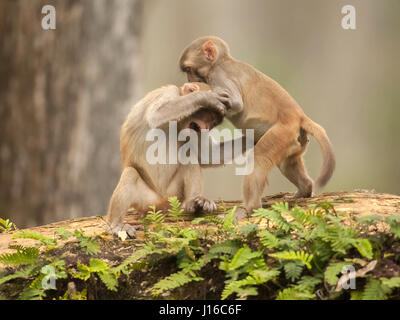 OCALA NATIONAL FOREST, FLORIDA: A MACAQUE Kampf begann wie ein Kung-Fu-Kampf vor einem frecher Affe beschlossen, den Ton zu senken, indem man seinen Gegner durch den Schritt. Die Auge-Bewässerung genommen von einem britischen Fotografen zeigt wie das Paar von Rhesus-Makaken No-Holds-barred Kampf begonnen, dann wurde von einem anderen ihre Truppe vor, aus denen später durch Flüstern sanft zueinander abgelenkt. Fotograf Graham McGeorge (43) ursprünglich aus Dumfries in Schottland und lebt heute in Jacksonville, Florida erfasst den Moment während des Besuchs der Band wilde Affen, die Stockfoto