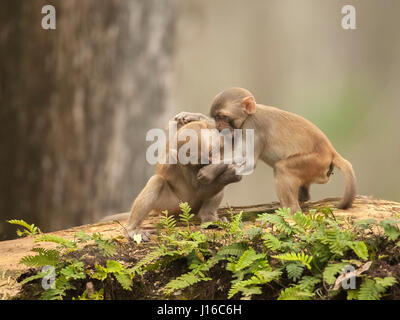 OCALA NATIONAL FOREST, FLORIDA: A MACAQUE Kampf begann wie ein Kung-Fu-Kampf vor einem frecher Affe beschlossen, den Ton zu senken, indem man seinen Gegner durch den Schritt. Die Auge-Bewässerung genommen von einem britischen Fotografen zeigt wie das Paar von Rhesus-Makaken No-Holds-barred Kampf begonnen, dann wurde von einem anderen ihre Truppe vor, aus denen später durch Flüstern sanft zueinander abgelenkt. Fotograf Graham McGeorge (43) ursprünglich aus Dumfries in Schottland und lebt heute in Jacksonville, Florida erfasst den Moment während des Besuchs der Band wilde Affen, die Stockfoto