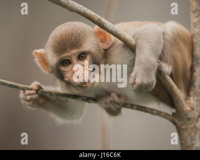 OCALA NATIONAL FOREST, FLORIDA: A MACAQUE Kampf begann wie ein Kung-Fu-Kampf vor einem frecher Affe beschlossen, den Ton zu senken, indem man seinen Gegner durch den Schritt. Die Auge-Bewässerung genommen von einem britischen Fotografen zeigt wie das Paar von Rhesus-Makaken No-Holds-barred Kampf begonnen, dann wurde von einem anderen ihre Truppe vor, aus denen später durch Flüstern sanft zueinander abgelenkt. Fotograf Graham McGeorge (43) ursprünglich aus Dumfries in Schottland und lebt heute in Jacksonville, Florida erfasst den Moment während des Besuchs der Band wilde Affen, die Stockfoto