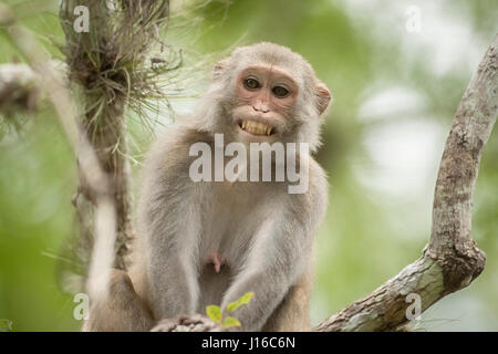 OCALA NATIONAL FOREST, FLORIDA: A MACAQUE Kampf begann wie ein Kung-Fu-Kampf vor einem frecher Affe beschlossen, den Ton zu senken, indem man seinen Gegner durch den Schritt. Die Auge-Bewässerung genommen von einem britischen Fotografen zeigt wie das Paar von Rhesus-Makaken No-Holds-barred Kampf begonnen, dann wurde von einem anderen ihre Truppe vor, aus denen später durch Flüstern sanft zueinander abgelenkt. Fotograf Graham McGeorge (43) ursprünglich aus Dumfries in Schottland und lebt heute in Jacksonville, Florida erfasst den Moment während des Besuchs der Band wilde Affen, die Stockfoto