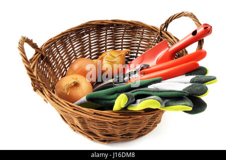 Gartengeräte wie Handschuhe, Gabel, Schere und Zwiebeln im Korb auf weißen Hintergrund isoliert Schaufel Stockfoto