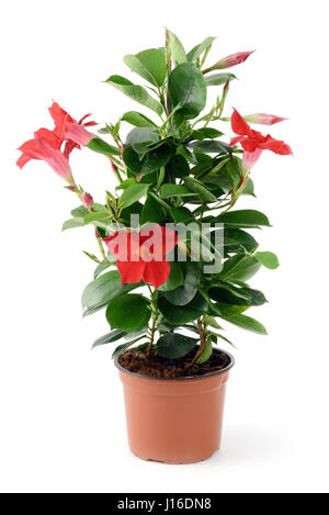 Rocktrumpet Depladenia Sundaville (Mandevilla Sanderi) im Blumentopf auf weißem Hintergrund isoliert. Stockfoto