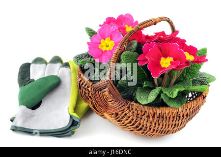 Rosa Primula Blume im Korb auf weißem Hintergrund isoliert. Garten-Handschuhe Stockfoto