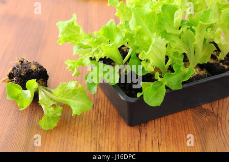 frischer Salat Sämlinge in ein Fach ein. Gartenarbeit Stockfoto