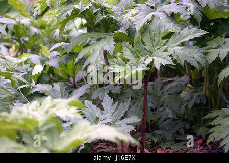 jungen wachsen durch den Fluss Kelvin Glasgow Riesen Bärenklau Heracleum mantegazzianum Stockfoto