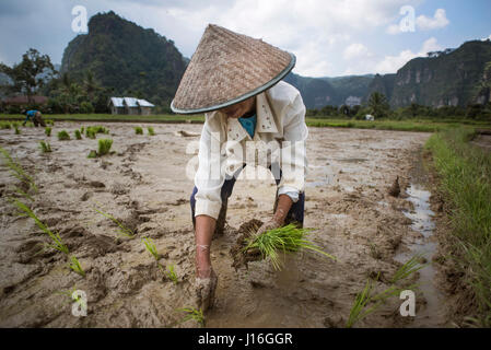 Eine Feldarbeiterin, die Reis pflanzt, Harau Valley, Indonesien Stockfoto