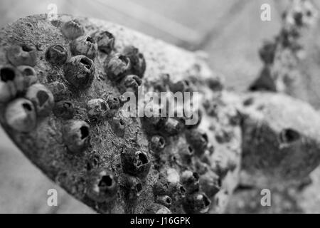 Nahaufnahme von Seepocken auf einem Segelboot Propeller, dramatische schwarz / weiß Stockfoto