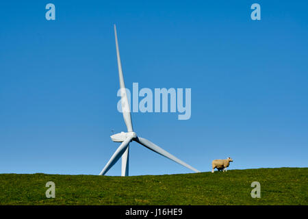 Hill Top Windenergieanlagen mit Schaf am Hang Stockfoto