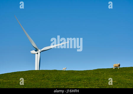 Hill Top Windenergieanlagen mit Schaf am Hang Stockfoto