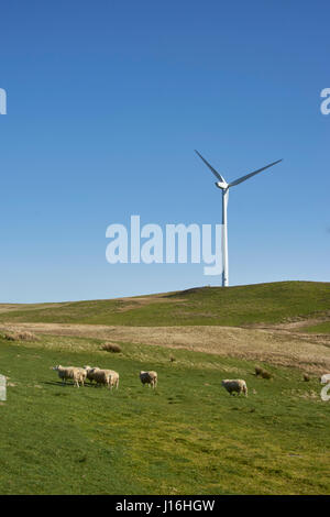 Hill Top Windenergieanlagen mit Schaf am Hang Stockfoto