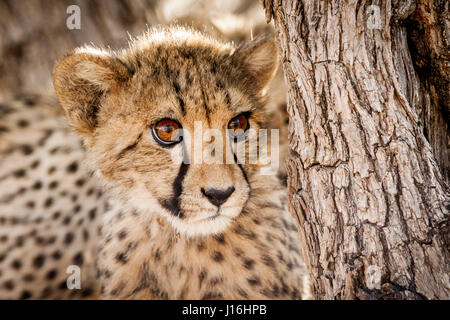 Junge Geparden Cub in einem Baum in Namibia Stockfoto
