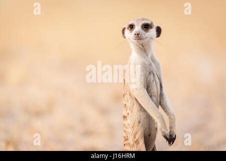 Sehr neugierig Erdmännchen in der Kalahari-Wüste auf der Suche Stockfoto