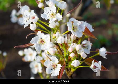 Birne Baum Blüten und Knospen. Geringe Schärfentiefe Stockfoto