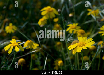 Gelbe Margerite Pflanzen mit blühenden Blumen im Feld Stockfoto