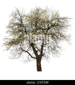 blühender Birnbaum isoliert auf weißem Hintergrund Stockfoto