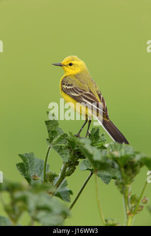 Schafstelze, gehockt Baum Malve Malva Arborea Motacilla Flava flavissima Stockfoto